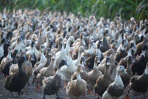 Detectan foco de gripe aviar en Francia; se mataron a 6 mil patos