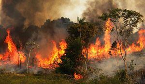 Cómo ayudar al Amazonas: 3 maneras de actuar ante los devastadores incendios forestales