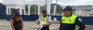Cachorro atropellado regresó con su familia gracias a la labor de agentes de la CTE, en El Oro