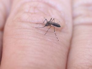 Estudio revela cómo los mosquitos localizan la piel humana