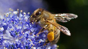La polémica batalla que las abejas le ganaron a los insecticidas (y por qué esto enfurece a algunos agricultores)