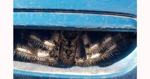 Mulher quase morre do coração ao encontrar enorme aranha peluda na maçaneta do carro
