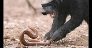 Vídeo mostra batalha por sobrevivência entre cobra e texugo-de-mel