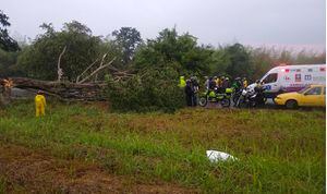 Motocilista murió luego de que le cayera un gigantesco árbol