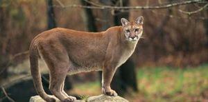 Fue en defensa propia: mató a un puma asfixiándolo luego de que el animal lo atacara por la espalda mientras corría por un sendero