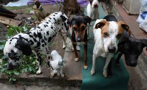 Rescatan en Bogotá a 13 perritos en terribles condiciones de salud