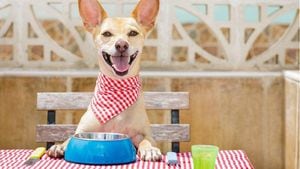 ¿Es mejor alimentar a las mascotas con comida casera o comida procesada?