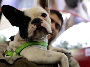 Terrible caso de maltrato animal en Providencia: encuentran criadero ilegal con más de 70 mascotas hacinadas