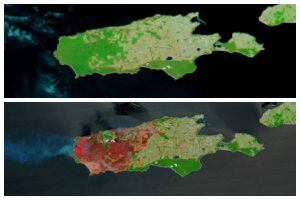 Una tragedia ecológica: el impresionante antes y después que muestra la devastación en la isla Canguro en Australia por los incendios