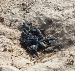 Mueren docenas de tortugas por frío extremo en Massachusetts
