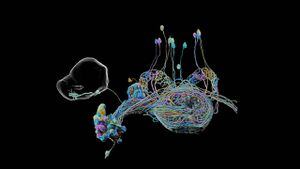Ciencia: Crean el mapa 3D de un cerebro más preciso de la historia