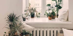 Plantas para desinfectar tu hogar y alejar las malas energías de tu vida