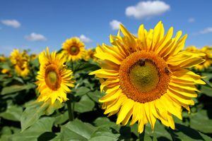 Abre finca de girasoles en Carolina