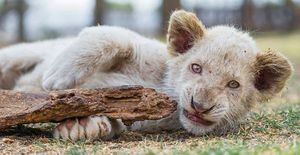 Cachorro de león blanco es captado en video