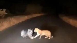 Vídeo de luta entre leopardo e porco-espinho se torna viral nas redes sociais