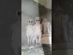 Revelan verdad sobre aterradores aliens captados en video