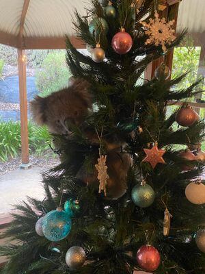 Cosas que pasan en Australia: familia llega a su casa y encuentra a un koala en su árbol de Navidad