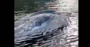 Vídeo mostra crocodilo nadando como golfinho ao lado do barco