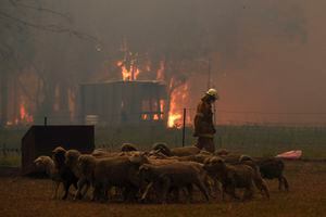 ¡Lamentable! Aproximadamente 480 millones de animales mueren durante incendios en Australia