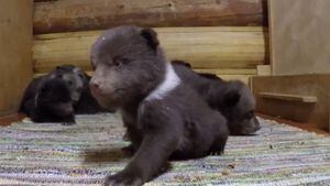 ¡Sobrecarga de ternura! Diez cachorros de oso dan sus primeros pasos