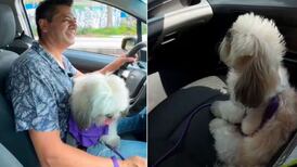 Mira este perrito taxista que ha causado sensación en redes sociales