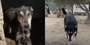 VÍDEO: Cachorro é resgatado e, depois de passar por terapia intensiva, pesa mais de 50 quilos e se transforma em cão completamente distinto