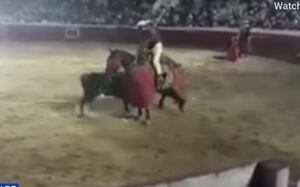 Corraleja en Casanare terminó en tragedia: sacrificaron al toro tras matar a un caballo