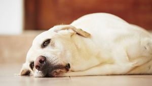 Coronavirus: se registra el primer perro infectado con COVID-19 en Estados Unidos