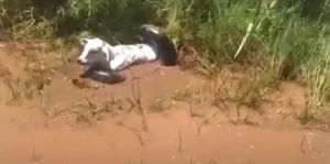 Vídeo mostra pessoas salvando vaca de ser comida por anaconda