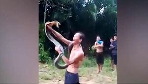 Encantador de serpentes morre ao gravar vídeo com cobra-rei; espécie é a maior cobra venenosa do mundo