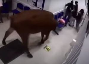 Vaca invade hospital e ataca pessoas que esperavam por atendimento; assista