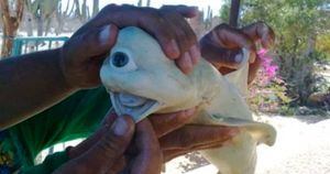 Mutante: tubarão albino com apena um olho apavora pescadores