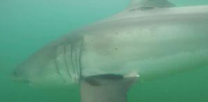 Pesquisadores gravam vídeo impressionante de tubarão-branco nadando próximo na costa nos Estados Unidos