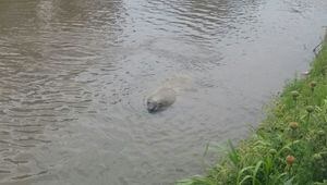 Elefante marino apareció en río de Yaguachi