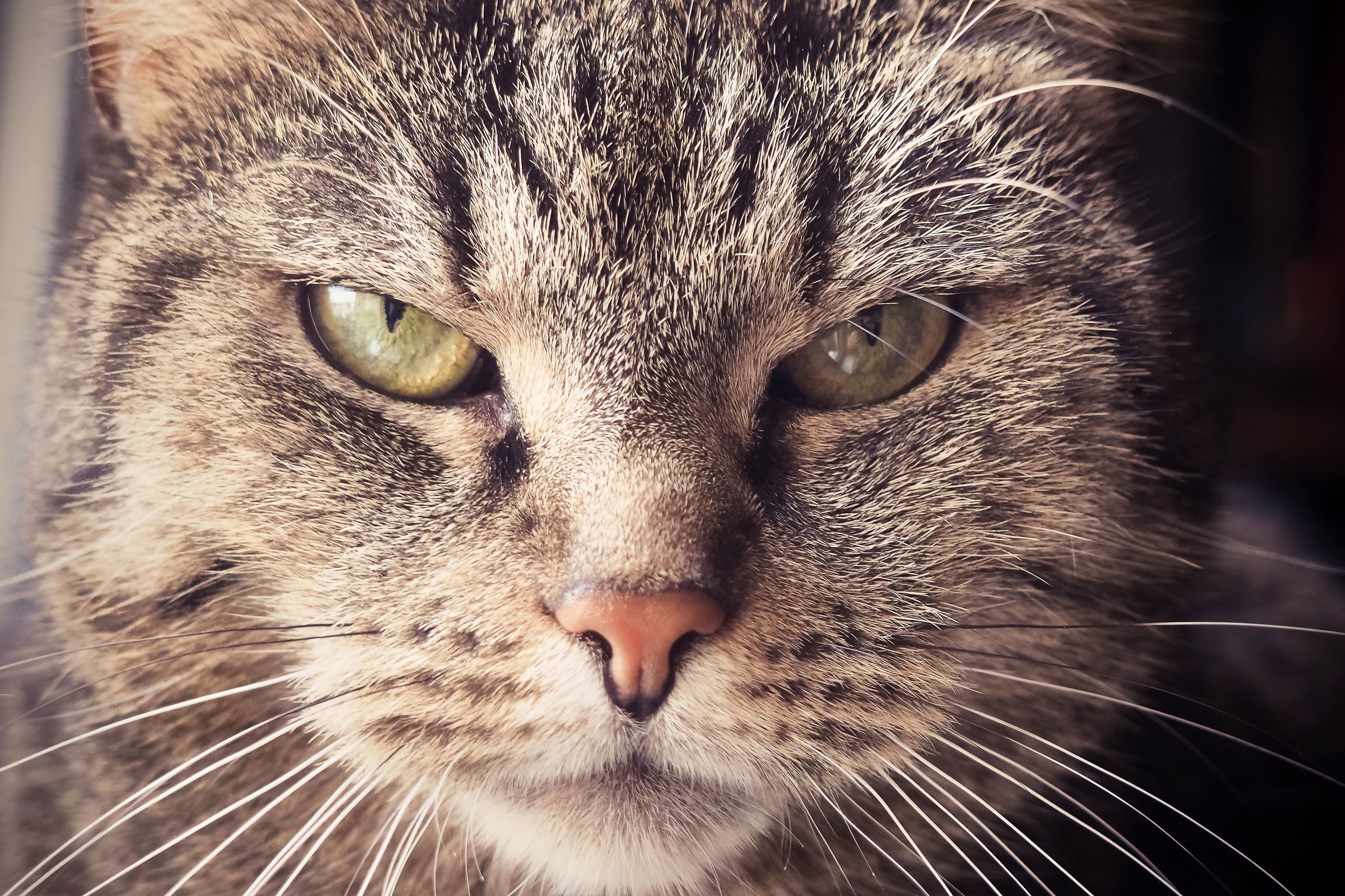 Alerta amantes felinos: gato común es declarado “especie invasora” en – Metro World News