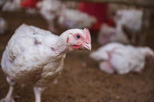 ¡Atención! Rusia detecta primeros casos de gripe aviar H5N8 en seres humanos