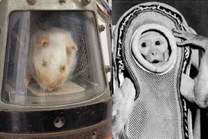Esta es la curiosa historia de los dos primeros animales latinoamericanos que fueron al espacio: ¿Sobrevivieron al viaje?