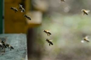 Investigan qué mató a siete millones de abejas en Córdoba