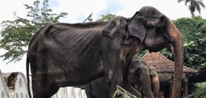 Terribles imágenes de elefante desnutrido al que obligan a trabajar en festival
