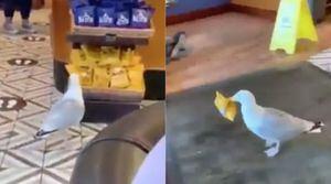 Vídeo viral registra pássaro 'roubando’ saco de salgadinho em loja