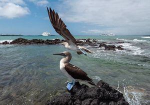 Se emite nuevo protocolo para ingreso de turistas a Galápagos