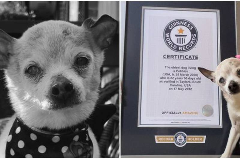 Murió a sus 22 años Pebbles, la perra más longeva del mundo.
