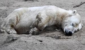 Declaran estado de emergencia: osos polares huyen del cambio climático e invaden una población rusa