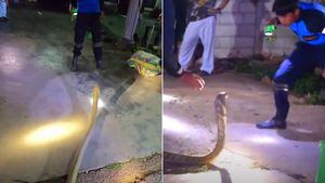 Vídeo mostra manobra arriscada para capturar cobra-rei de 4 metros; espécie é a maior cobra venenosa do mundo