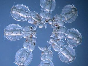 Ciencia: Calamares transparentes es el resultado de la eliminación de genes de pigmentación en los cefalópodos