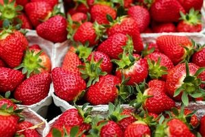 Finca de fresas en Barranquitas abre sus puertas en modalidad de servi-carro