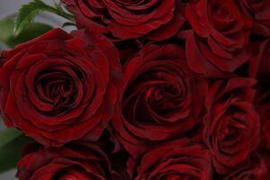 San Valentín: las rosas rojas ecuatorianas son las más codiciadas