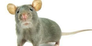 Coronavirus: se cumple pronóstico y ratas hambrientas caníbales asaltan las calles