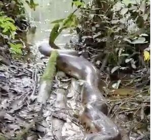 VIDEO: Anaconda fue liberada en el Parque Nacional Yasuní