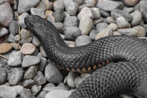 Capturador compartilha vídeo das maiores cobras negras de barriga vermelha que já viu; 'quase me mordeu na cara'